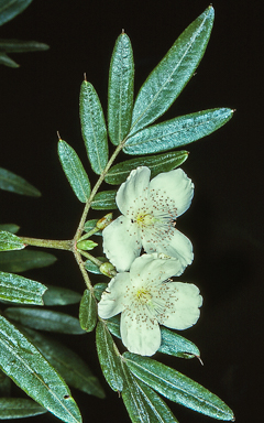 APII jpeg image of Eucryphia moorei  © contact APII