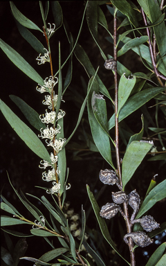 APII jpeg image of Hakea salicifolia subsp. salicifolia  © contact APII