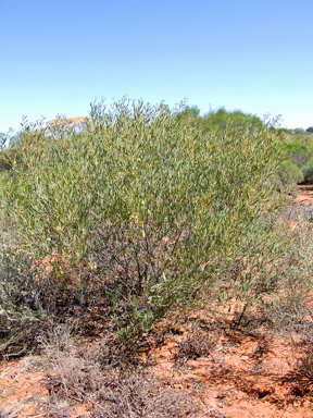 APII jpeg image of Acacia aneura  © contact APII