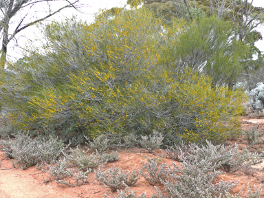 APII jpeg image of Acacia burkittii  © contact APII