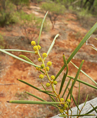 APII jpeg image of Acacia cana  © contact APII