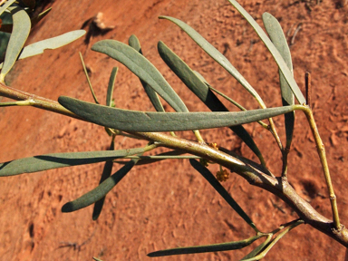 APII jpeg image of Acacia ligulata  © contact APII