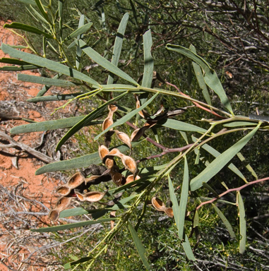 APII jpeg image of Acacia ligulata  © contact APII