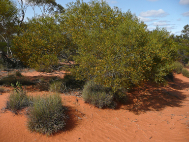 APII jpeg image of Acacia ligulata  © contact APII