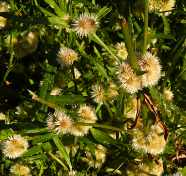 APII jpeg image of Alternanthera nodiflora  © contact APII