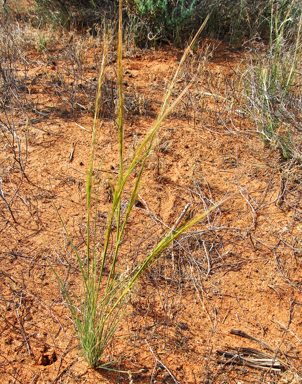 APII jpeg image of Austrostipa  © contact APII