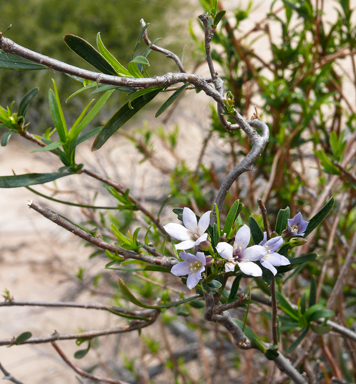 APII jpeg image of Billardiera cymosa subsp. pseudocymosa  © contact APII
