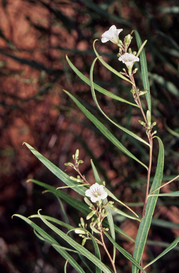 APII jpeg image of Duboisia hopwoodii  © contact APII