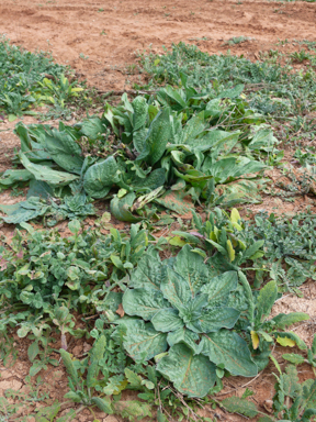 APII jpeg image of Echium plantagineum  © contact APII