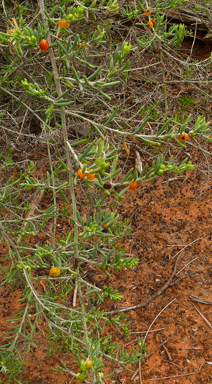 APII jpeg image of Enchylaena tomentosa var. tomentosa  © contact APII