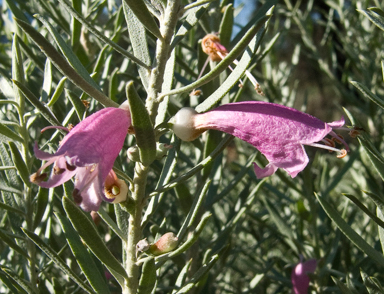 APII jpeg image of Eremophila latrobei subsp. latrobei  © contact APII