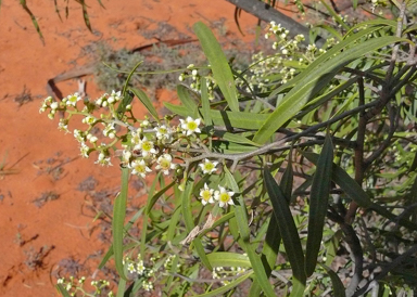 APII jpeg image of Geijera parviflora  © contact APII