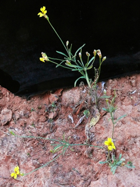 APII jpeg image of Goodenia fascicularis  © contact APII