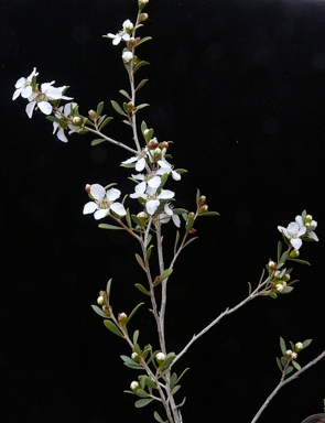 APII jpeg image of Leptospermum coriaceum  © contact APII