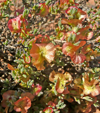 APII jpeg image of Maireana turbinata  © contact APII