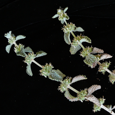 APII jpeg image of Marrubium vulgare  © contact APII