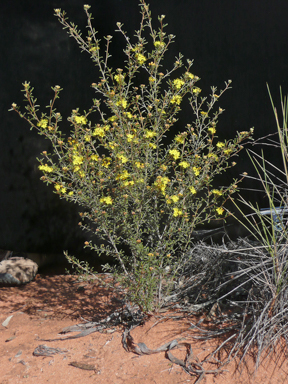 APII jpeg image of Phebalium bullatum  © contact APII