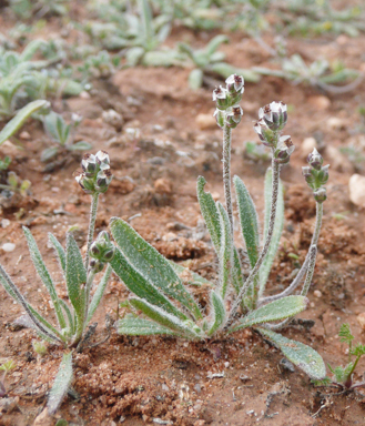 APII jpeg image of Plantago drummondii  © contact APII