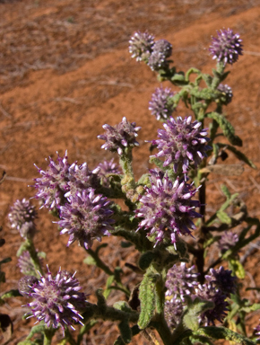 APII jpeg image of Pterocaulon sphacelatum  © contact APII