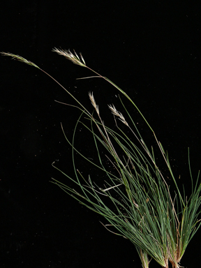 APII jpeg image of Rytidosperma caespitosum  © contact APII