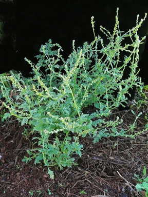 APII jpeg image of Verbena supina  © contact APII