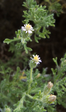 APII jpeg image of Vittadinia dissecta var. hirta  © contact APII