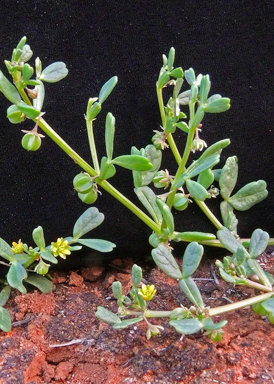 APII jpeg image of Roepera iodocarpa  © contact APII