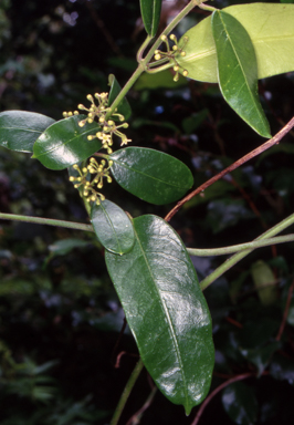 APII jpeg image of Leichhardtia flavescens  © contact APII