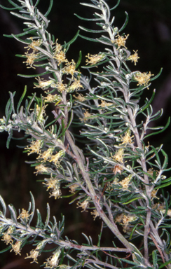 APII jpeg image of Olearia axillaris  © contact APII