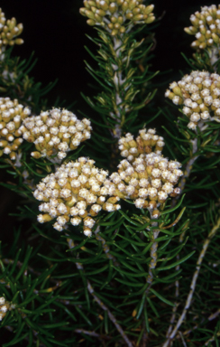 APII jpeg image of Ozothamnus turbinatus  © contact APII