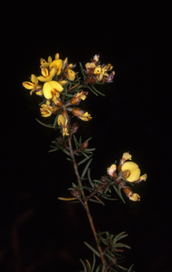 APII jpeg image of Pultenaea mollis  © contact APII
