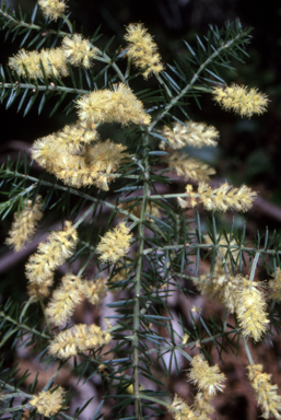 APII jpeg image of Acacia verticillata  © contact APII