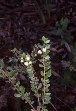 APII jpeg image of Acacia hispidula  © contact APII