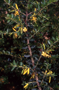 APII jpeg image of Persoonia asperula  © contact APII
