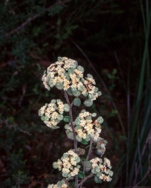 APII jpeg image of Spyridium parvifolium  © contact APII