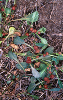 APII jpeg image of Sphaeromorphaea australis  © contact APII