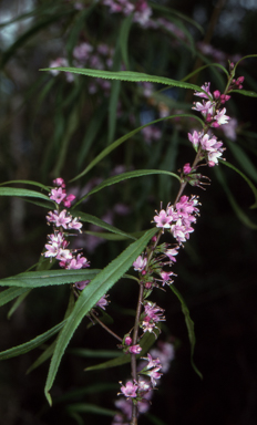 APII jpeg image of Myoporum bateae  © contact APII