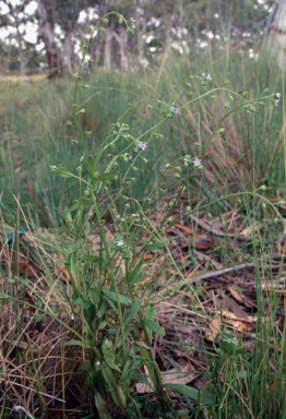 APII jpeg image of Myosotis laxa subsp. cespitosa  © contact APII