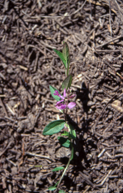 APII jpeg image of Polygala japonica  © contact APII