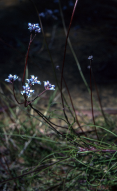 APII jpeg image of Conospermum tenuifolium  © contact APII