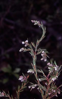APII jpeg image of Leucopogon rodwayi  © contact APII