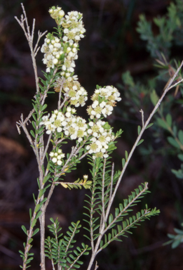 APII jpeg image of Triplarina nowraensis  © contact APII