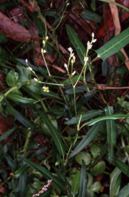 APII jpeg image of Persicaria praetermissa  © contact APII