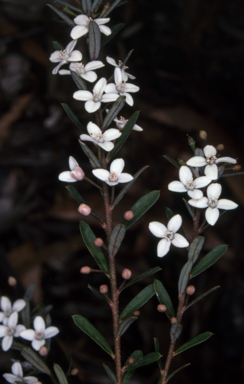 APII jpeg image of Philotheca virgata  © contact APII