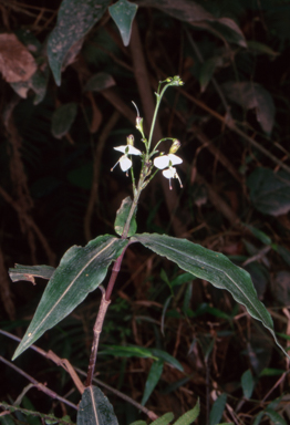APII jpeg image of Aneilema acuminatum  © contact APII