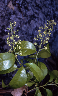 APII jpeg image of Celastrus australis  © contact APII