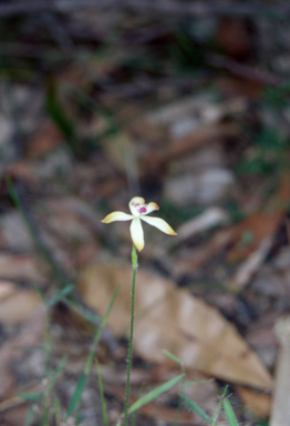 APII jpeg image of Caladenia testacea  © contact APII