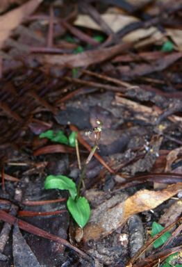 APII jpeg image of Chiloglottis diphylla  © contact APII