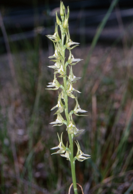 APII jpeg image of Prasophyllum sylvestre  © contact APII