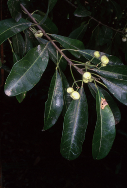 APII jpeg image of Acronychia oblongifolia  © contact APII